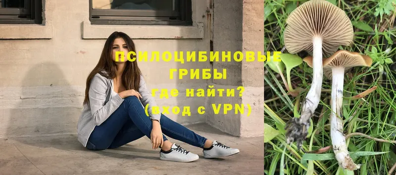 Галлюциногенные грибы Psilocybe  Зеленоградск 